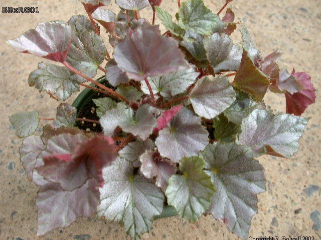 B. ‘Purly Wurly’